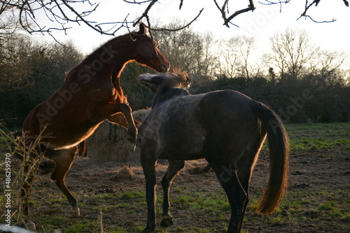 Equitation - Chevaux au pr  