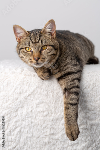Fototapeta Naklejka Na Ścianę i Meble -  Domesticated tabby cat in studio posing