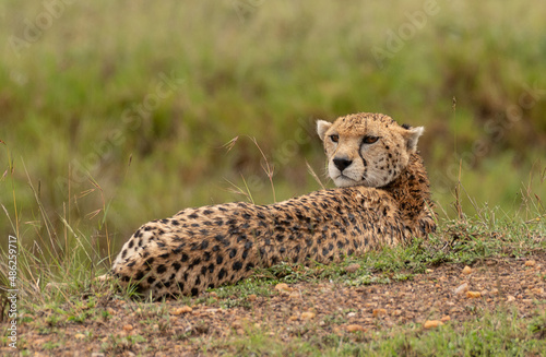 Canvas Print Wild cute cheetah chilling in the grass in Masai Mara National Reserve, Kenya
