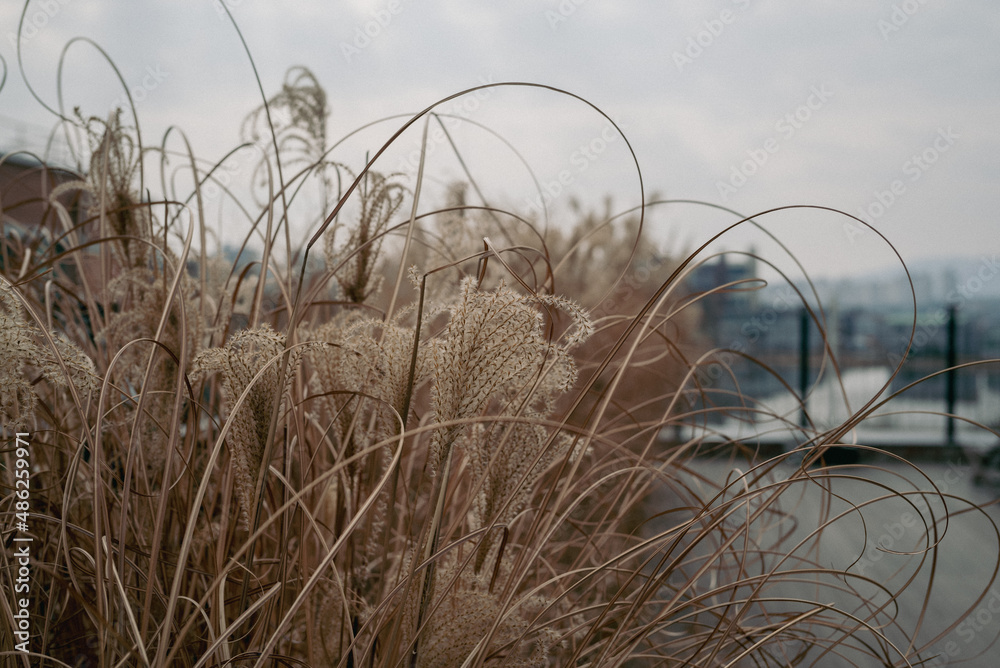 Obraz premium 외로워 보이는 갈대