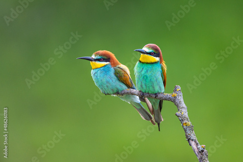Photography Color birds on a branch