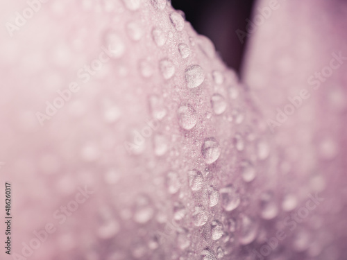 Close up of a flower petal