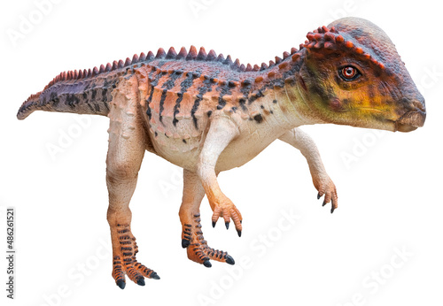 Fototapeta Naklejka Na Ścianę i Meble -  Stegoceras is a genus of pachycephalosaurid (dome-headed) dinosaur that lived in during the Late Cretaceous period, Stegoceras isolated on white background with clipping path