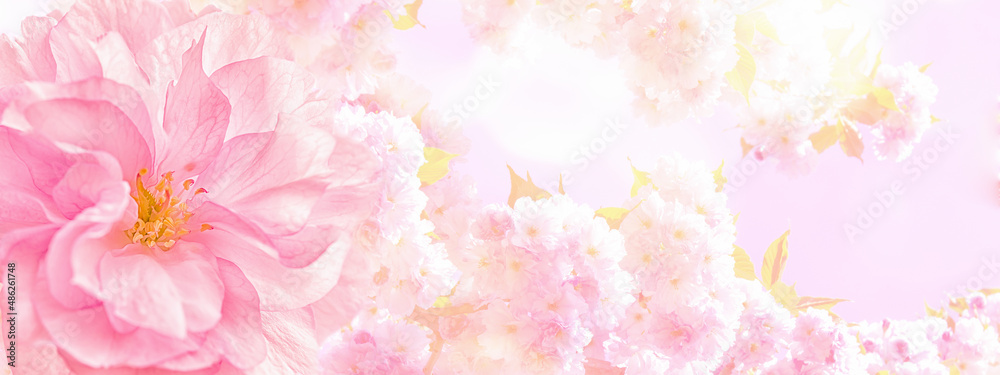 Beautiful sakura pink flower cherry blossom and sun panoramic background. Greeting card template. Shallow depth. Soft pink toned. Spring nature