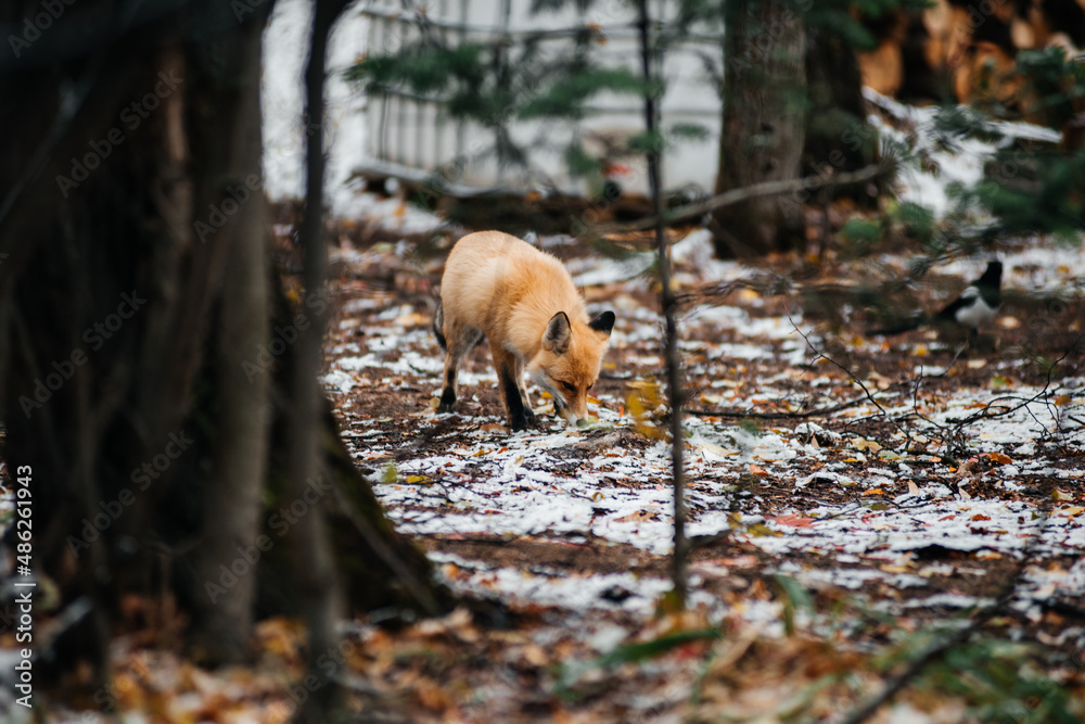a red fox in an autumn forest covered with a small layer of snow a red fox in an autumn forest covered with a small layer of snow