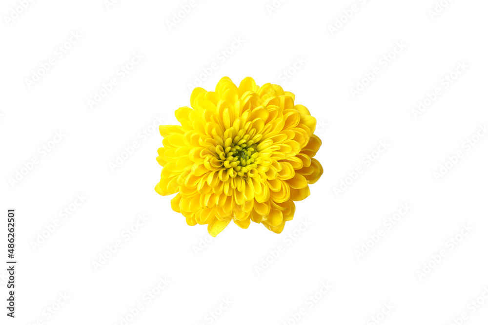Yellow chrysanthemum head isolated on white background Yellow chrysanthemum head isolated on white background