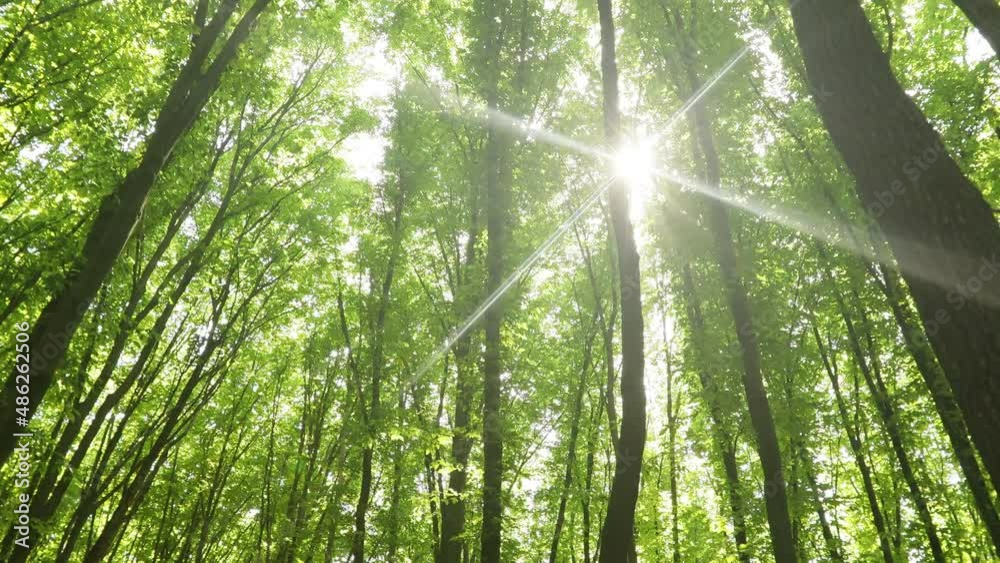 summer forest trees. nature green wood sunlight backgrounds.