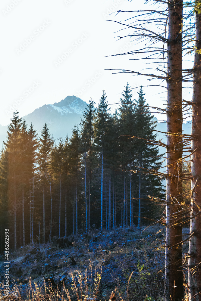 Obraz premium berg, landschaft, bergpanorama, natur, nebel, himmel, wald, baum, herbst, cloud, baum, abendrot, panorama, anblick, schnee, hills, cloud, nebel, sonne, morgen, -täler, anreisen, gipfel, green, sonnenf