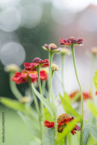 Detail of Helenium Waltraut autumnale family Asteraceae bright orange red. Close up photo blooming flower in garden. 