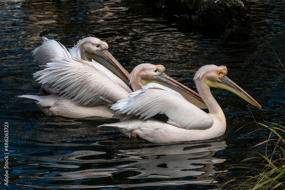 Great White Pelican, Pelecanus onocrotalus in a park Great White Pelican, Pelecanus onocrotalus in a park