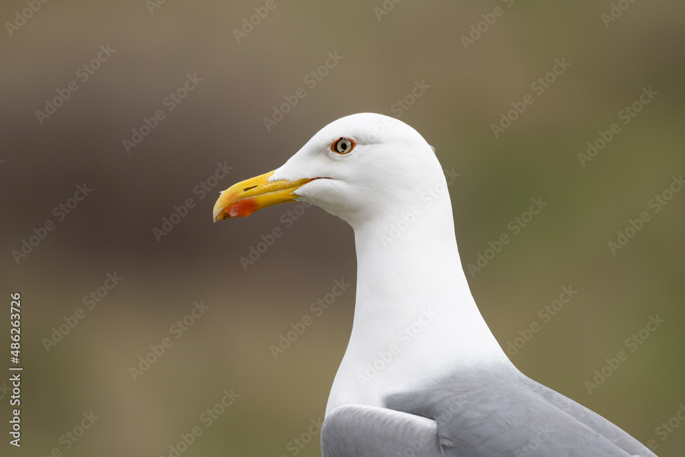 Larus michahellis bird in Madeira nature Larus michahellis bird in Madeira nature