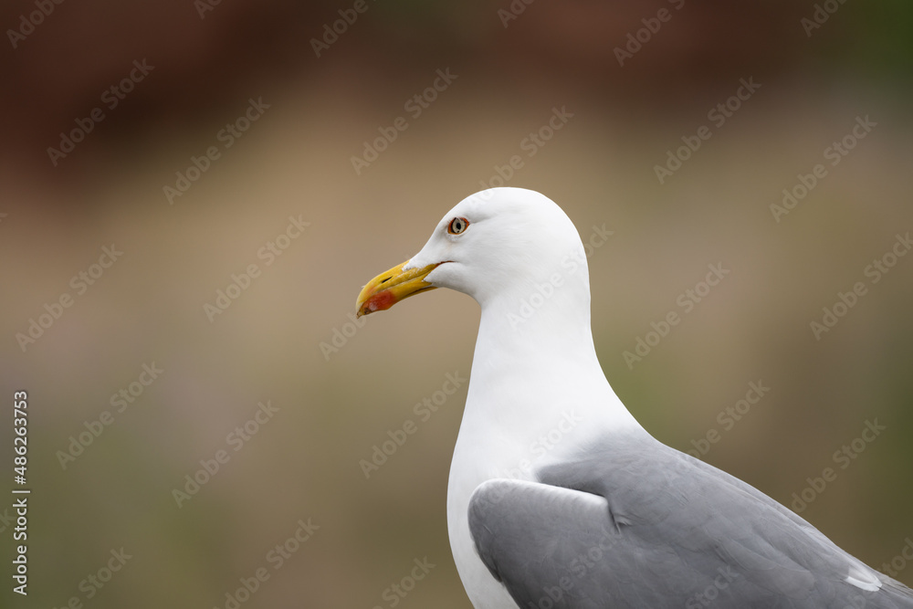 Larus michahellis bird in Madeira nature Larus michahellis bird in Madeira nature
