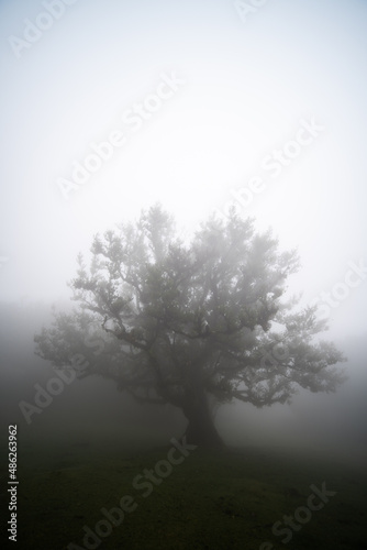 Fanal forest in mist in Madeira