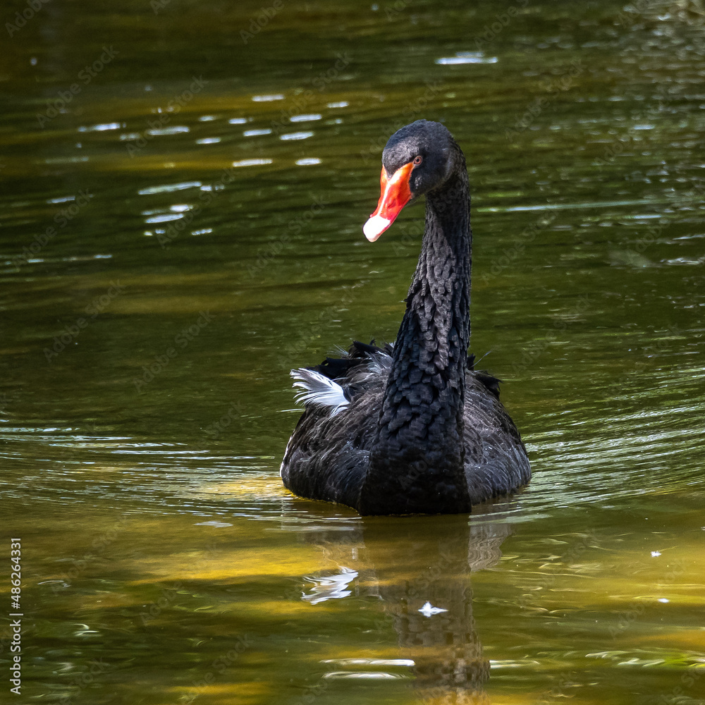 Black Swan, Cygnus atratus in a german nature park Black Swan, Cygnus atratus in a german nature park