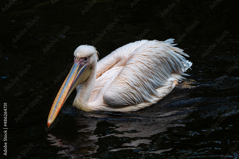 Great White Pelican, Pelecanus onocrotalus in a park