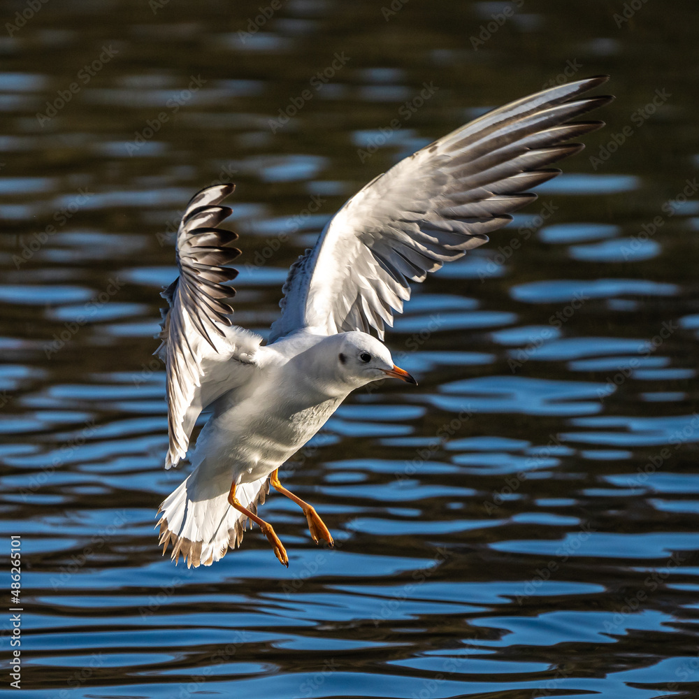 The European Herring Gull, Larus argentatus is a large gull The European Herring Gull, Larus argentatus is a large gull