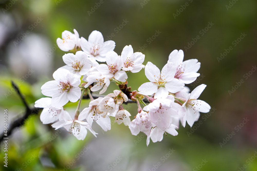 Beautiful Yoshino Sakura Cherry Blossom is blooming with sprout in Alishan National Forest Recreation Area in Taiwan. Beautiful Yoshino Sakura Cherry Blossom is blooming with sprout in Alishan National Forest Recreation Area in Taiwan.