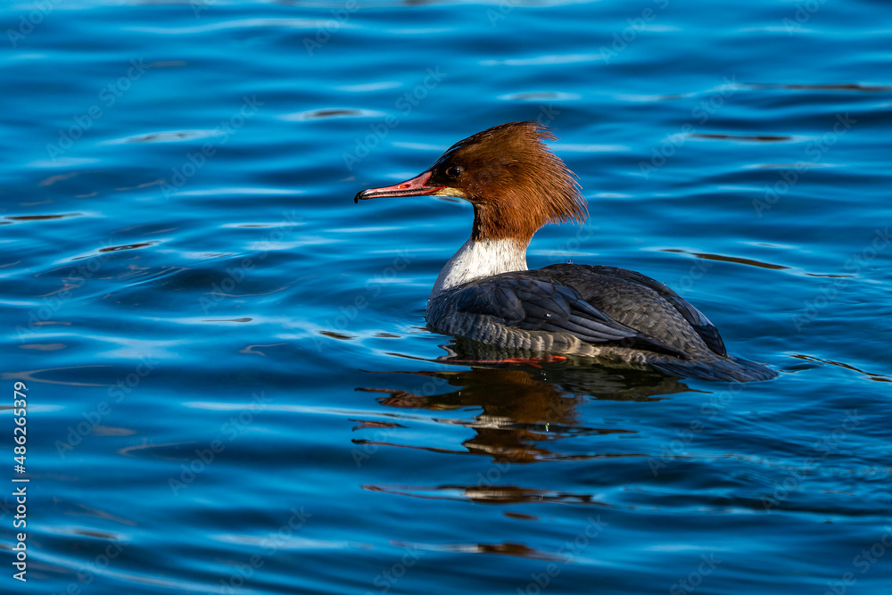 Common Merganser, Goosander, Mergus merganser, swimming on the Kleinhesseloher Lake at Munich, Germany Common Merganser, Goosander, Mergus merganser, swimming on the Kleinhesseloher Lake at Munich, Germany