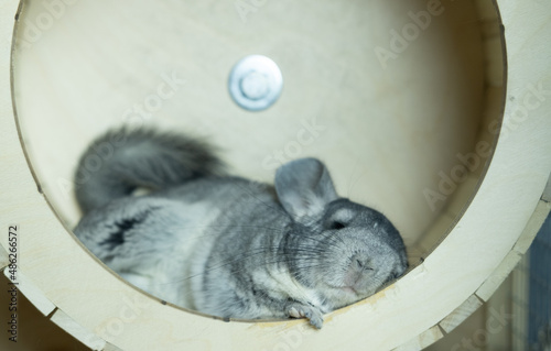 cute gray chinchilla sleeping on wooden windowsill of his cage and looking curiously, concept pet lifestyle