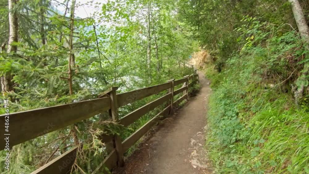 walk on a forest road in summer walk on a forest road in summer
