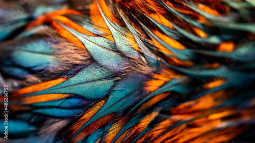 Rooster feathers. Indian rooster bright color feathers. photo