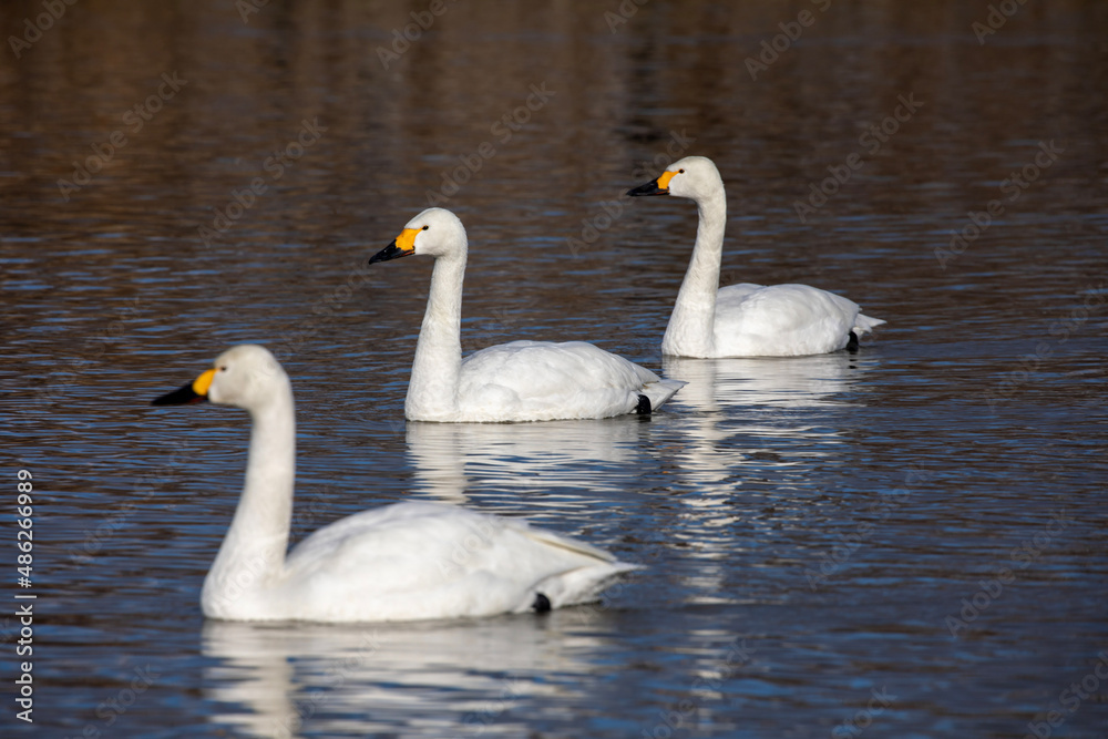swans on the lake swans on the lake