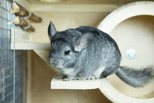Fototapeta Naklejka Na Ścianę i Meble -  cute gray chinchilla sitting in his cage and looking curiously, concept pet lifestyle