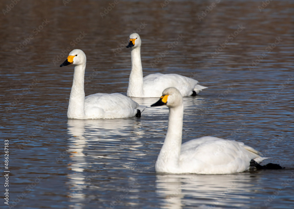 Obraz premium swan on the lake