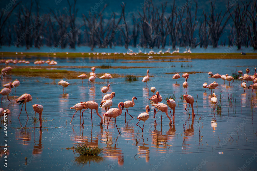 Fototapeta premium Hundreds of lesser flamingos, one of the world's largest colony, strutting through the shallow saltwater of Lake Nakuru, Kenya, in search of edibles