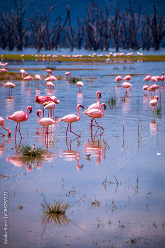 Hundreds of lesser flamingos  one of the world s largest colony  strutting through the shallow saltwater of Lake Nakuru  Kenya  in search of edibles