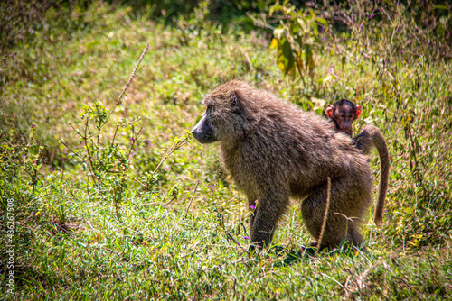 View of a cute anubis baboon baby riding on it's mother's back, enjoying the ride through the Kenyan savannah grasslands of Lake Nakuru National Park