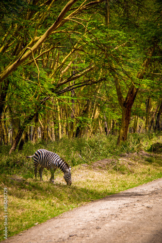 View of a wild plains zebra grazing at the forest edge in Lake Nakuru National Park in Kenya  East Africa  with tall trees in the background