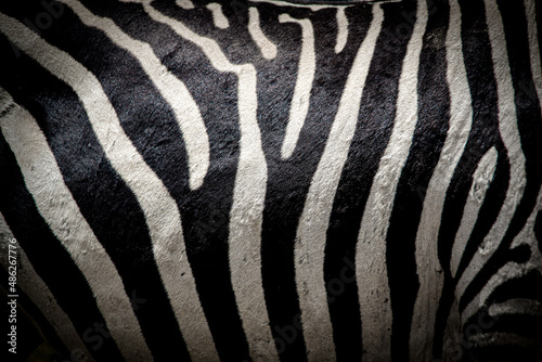 Beautiful close-up view of the black and white striped belly of a wild plain zebra in Kenya