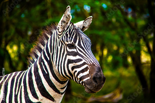 Close-up portrait view of a wild plains zebra at the Lake Nakuru National Park in Kenya, Eastern Africa