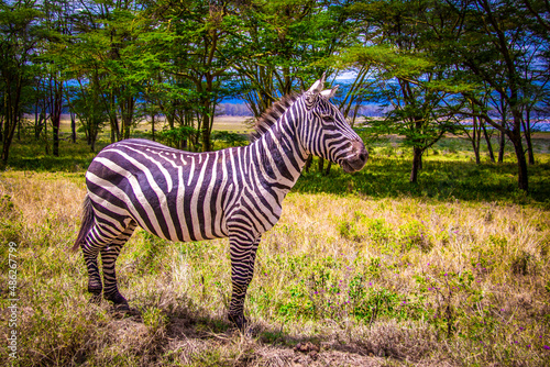 Beautiful view of a lone plains zebra standing in front of a tree line at the Lake Nakuru National Park in Kenya  Eastern Africa