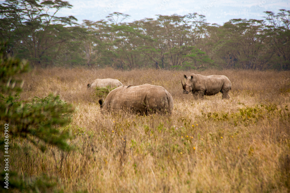 View of a herd of white rhinos grazing in the savannah grasslands of the Lake Nakuru National Park in Kenya View of a herd of white rhinos grazing in the savannah grasslands of the Lake Nakuru National Park in Kenya