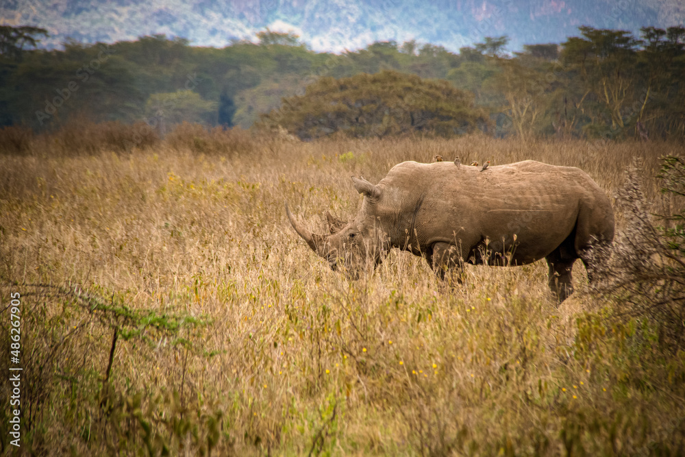 View of a male white rhino roaming the savannah grasslands of the Lake Nakuru National Park in Kenya View of a male white rhino roaming the savannah grasslands of the Lake Nakuru National Park in Kenya