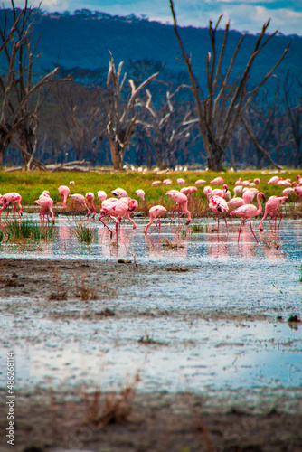 Hundreds of pink flamingos, one of the world's largest colony, strutting through the shallow saltwater of Lake Nakuru, Kenya, in search of edibles