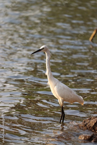 Great egret
