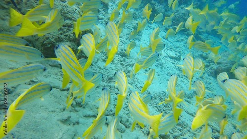 Two-spot banded snapper fishes swims over coral reef. School of Lutjanus biguttatus in Maldives Indian Ocean photo