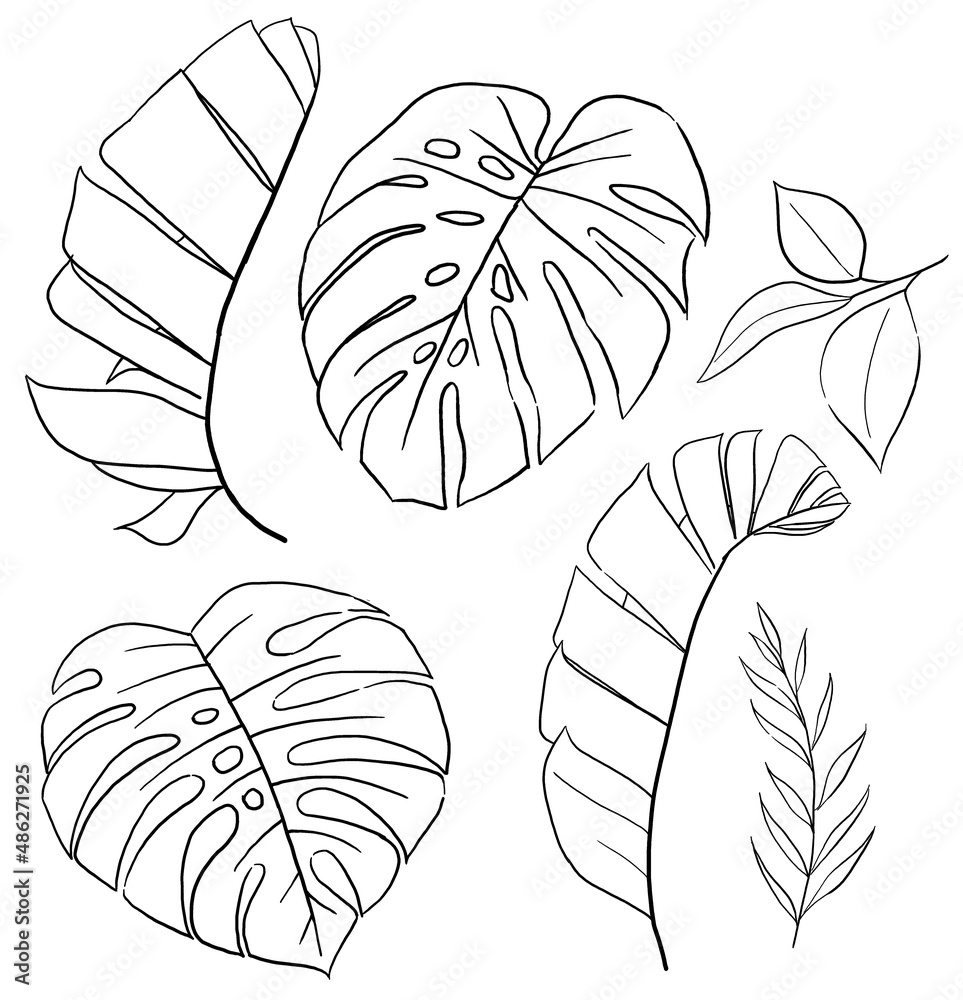 Black Outlines tropical banana and monstera leaves illustration