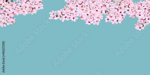 Vector illustration banner of cherry blossoms in full bloom.