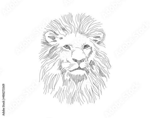 Fototapeta Naklejka Na Ścianę i Meble -  Awesome pencil drawing of a lion's head. abstract lion king face