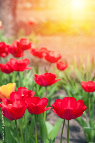 Field of red tulips close up and copy space.. © Nelly