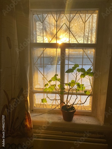 Antique wooden window with geranium