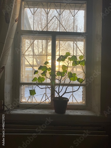 Antique wooden window with geranium