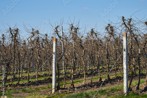 Image of apple orchard in early spring.