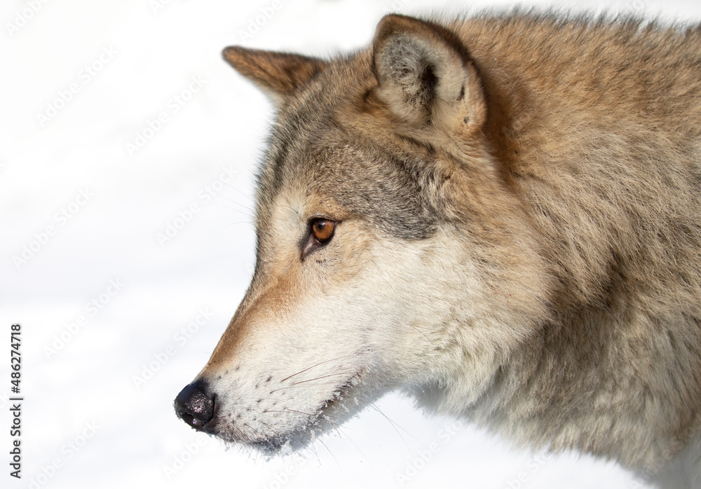 Tundra Wolf (Canis lupus albus) isolated on white background closeup in the winter snow.