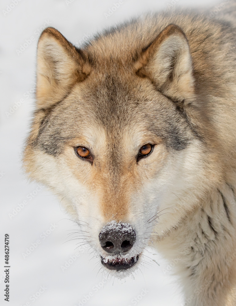 Tundra Wolf (Canis lupus albus) closeup in the winter snow.