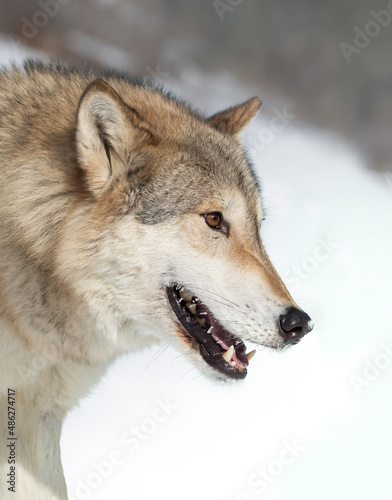 Tundra Wolf  Canis lupus albus  closeup in the winter snow.